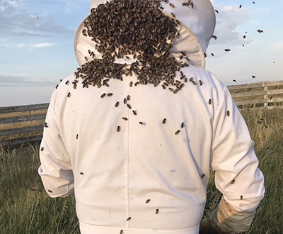Man in a bee suit is covered in bees