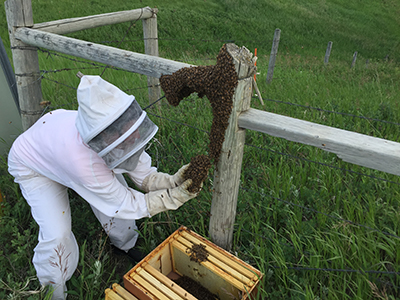 A beekeeper moves a swarm of bees into a bee box.