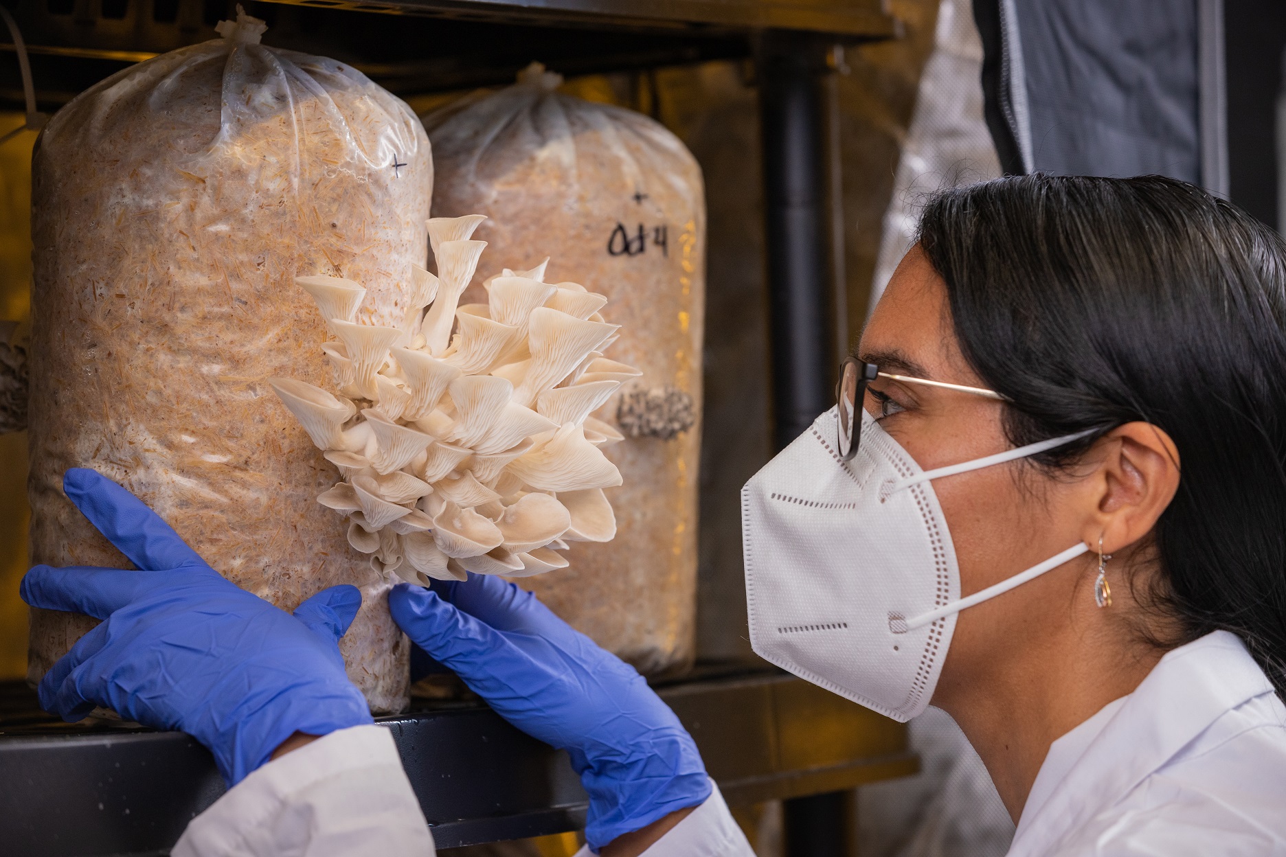 a person wearing a mask and gloves inspects oyster mushrooms. 