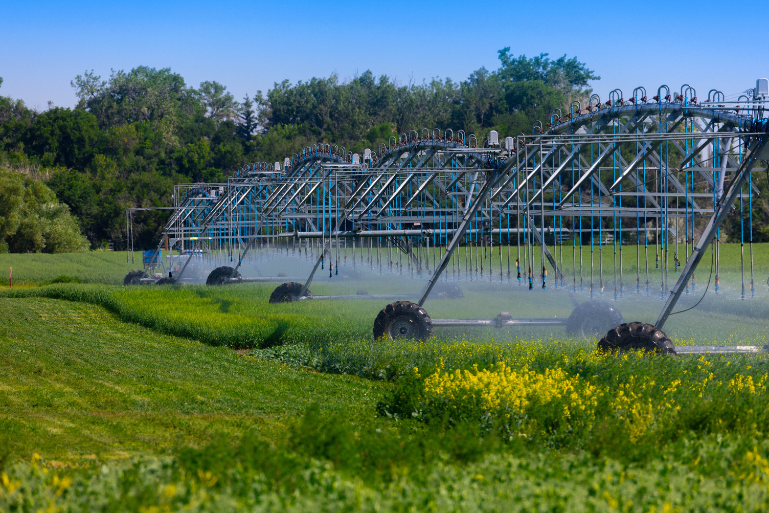 Irrigation pivots spray water on a crop at a research farm.