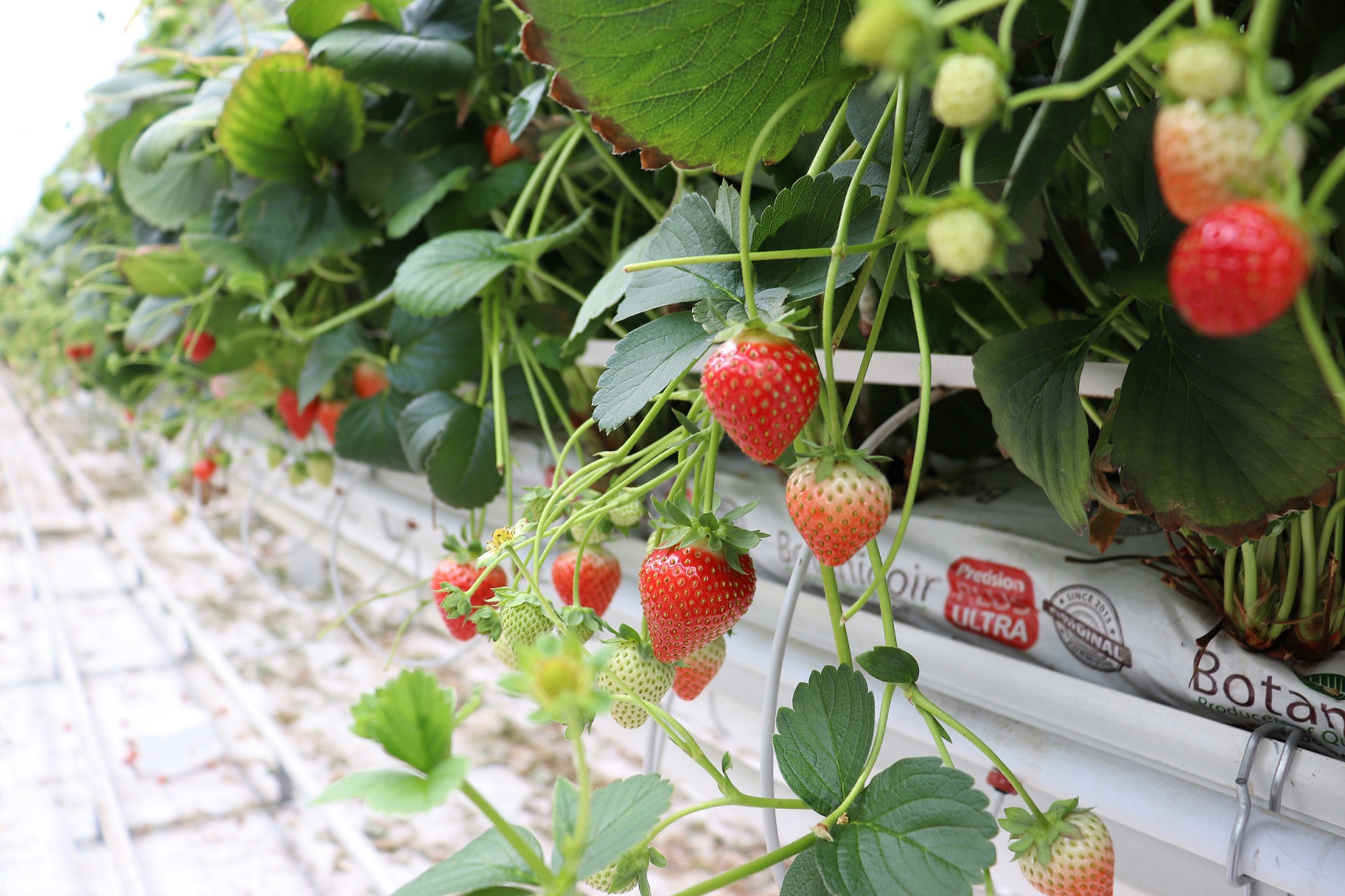 close up of strawberries growing in a greenhouse