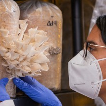 a person wearing a mask and gloves inspects oyster mushrooms.
