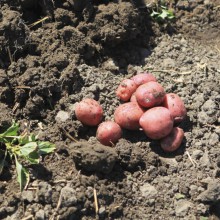 Freshly harvested potatoes are displayed as part of on-going research activities at Lethbridge College.