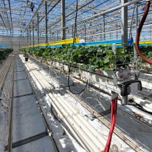 Novel strawberry varieties growing in one of four production bays in the Brooks Research and Production Greenhouse.