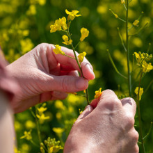 a close up of hands inspecting a crop of tiny yellow flowers