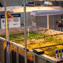 A test crop growing in a custom-designed bin at Lethbridge College helps researchers examine the effect of subsurface drip irrigation.