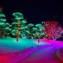 Trees lit up with lights during the Nikka Yuko Japanese Garden Winter Light Festival