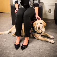 Madison, the Victim Services dog